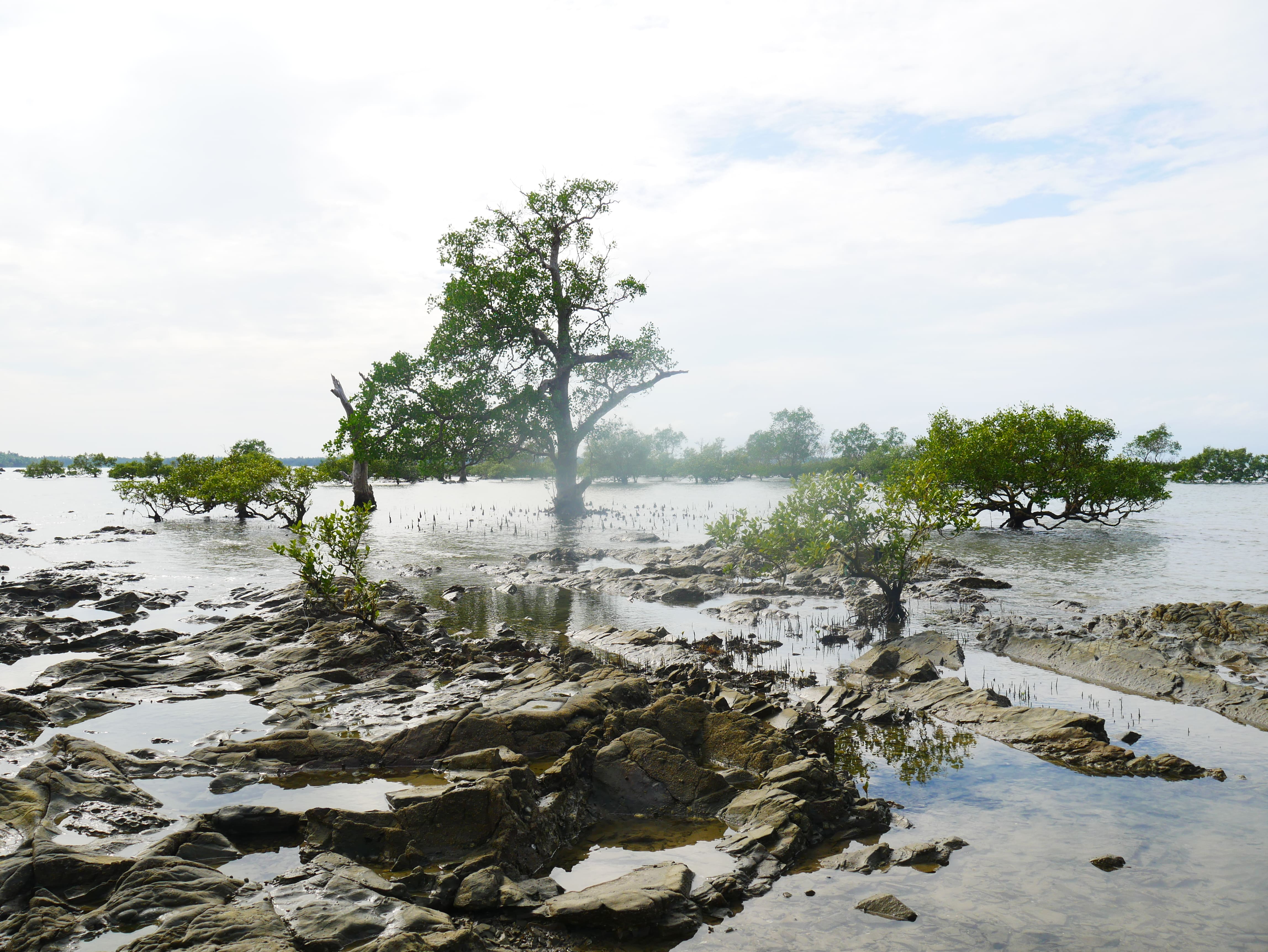 Mangrove à Chaungtha Beach