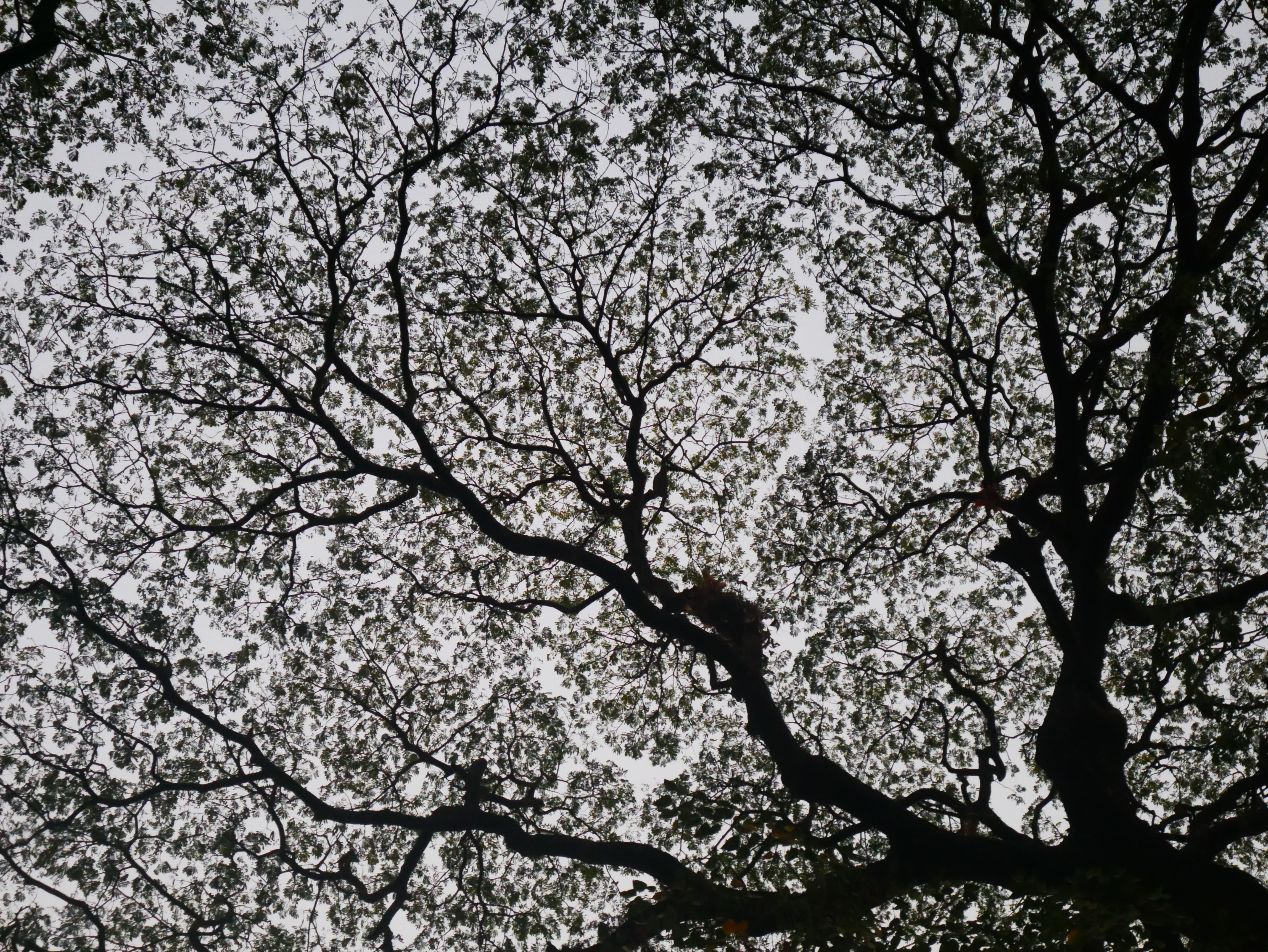 Zone de timidité à Moulmein