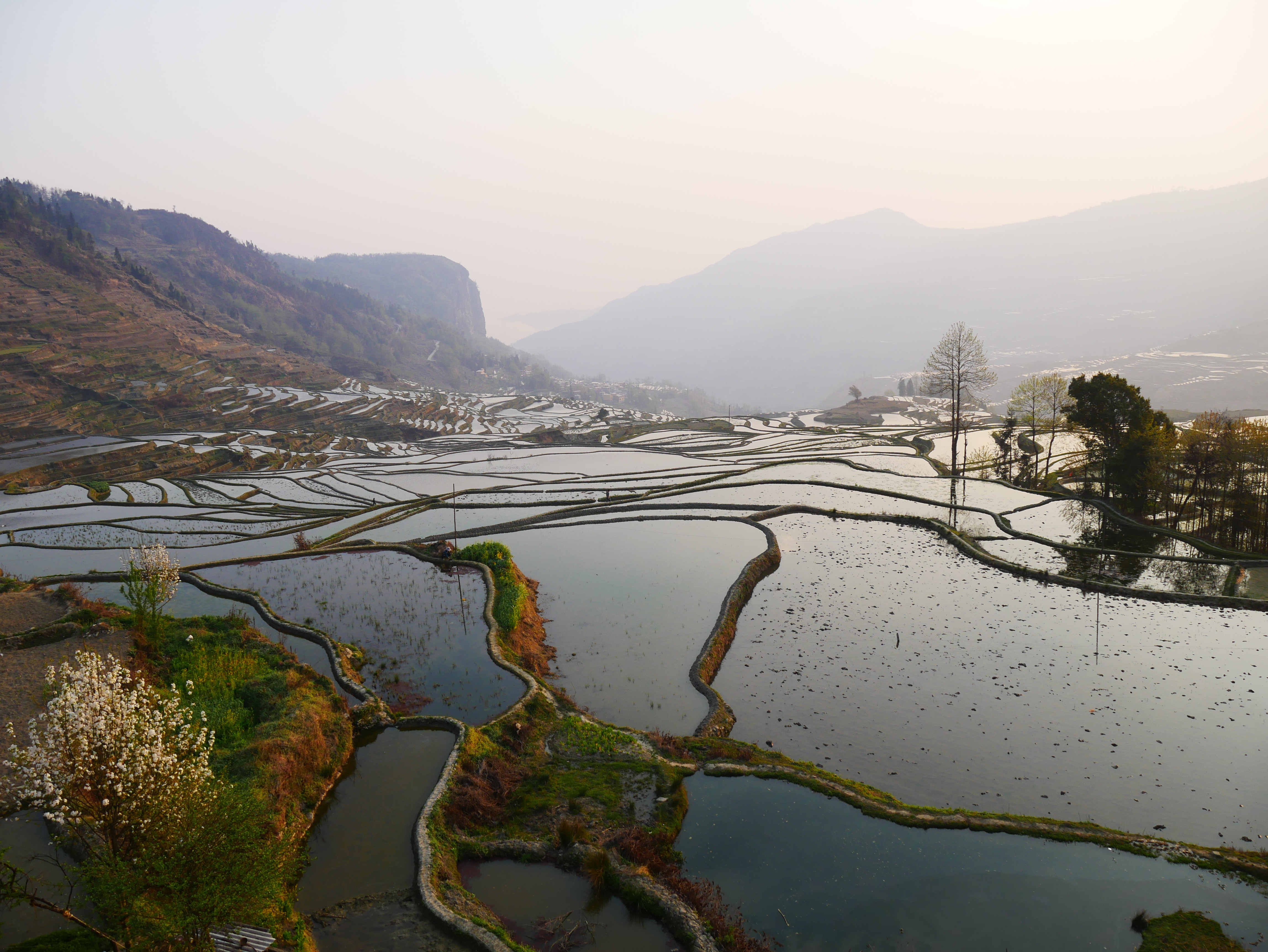 Les rizières de Yuanyuang